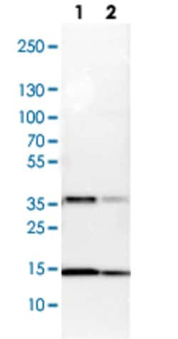 SSBP1 Rabbit anti-Human, Mouse, Rat, Polyclonal , Abnova 100 &mu;L | Buy Online | Abnova Corporation | Fisher Scientific