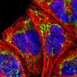 SSBP1 Rabbit anti-Human, Mouse, Rat, Polyclonal , Abnova 100 &mu;L | Buy Online | Abnova Corporation | Fisher Scientific