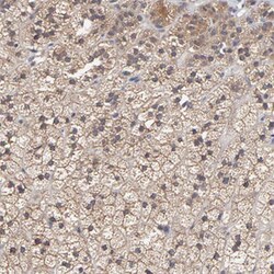 CCT2 Rabbit anti-Human, Mouse, Rat, Polyclonal Antibody, Abnova 100&mu;L;