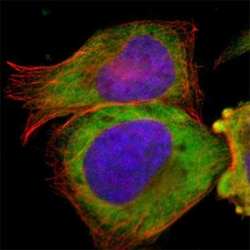 CCT2 Rabbit anti-Human, Mouse, Rat, Polyclonal Antibody, Abnova 100&mu;L;