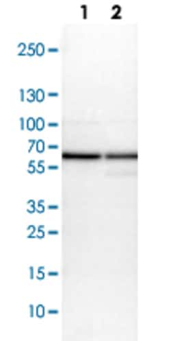 PDIA3 Rabbit anti-Human, Mouse, Rat, Polyclonal , Abnova 100&mu;L; Unlabeled:Antibodies,