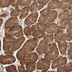 PDIA3 Rabbit anti-Human, Mouse, Rat, Polyclonal , Abnova 100&mu;L; Unlabeled:Antibodies,
