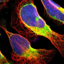 PDIA3 Rabbit anti-Human, Mouse, Rat, Polyclonal , Abnova 100&mu;L; Unlabeled:Antibodies,