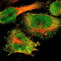 MSL2 Rabbit anti-Human, Polyclonal , Abnova 100 &mu;L | Buy Online | Abnova | Fisher Scientific