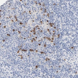 GZMB Rabbit anti-Human, Polyclonal , Abnova 100 &mu;L | Buy Online | Abnova Corporation | Fisher Scientific