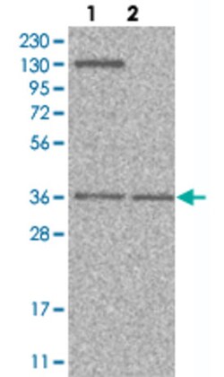 PVRL1 Rabbit anti-Human, Polyclonal , Abnova 100&mu;L; Unlabeled:Antibodies,
