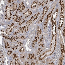 MDGA1 Rabbit anti-Human, Polyclonal , Abnova 100&mu;L; Unlabeled:Antibodies,