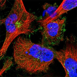 MDGA1 Rabbit anti-Human, Polyclonal , Abnova 100&mu;L; Unlabeled:Antibodies,