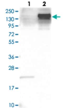 ANLN Rabbit anti-Human, Polyclonal , Abnova 100&mu;L; Unlabeled:Antibodies,