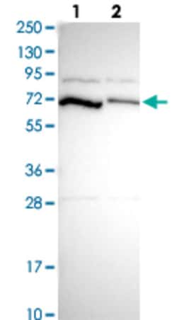 PCK2 Rabbit anti-Human, Polyclonal , Abnova 100&mu;L; Unlabeled:Antibodies,