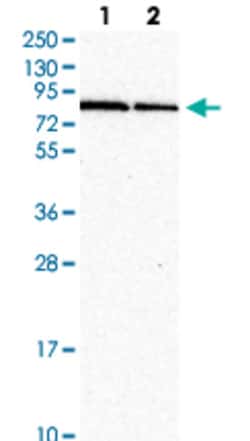 RNF10 Rabbit anti-Human, Polyclonal , Abnova 100&mu;L; Unlabeled:Antibodies,