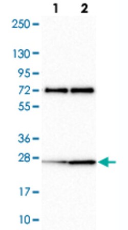 CLK2 Rabbit anti-Human, Polyclonal , Abnova 100 &mu;L | Buy Online | Abnova Corporation | Fisher Scientific