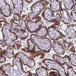 GFPT2 Rabbit anti-Human, Polyclonal , Abnova 100&mu;L; Unlabeled:Antibodies,