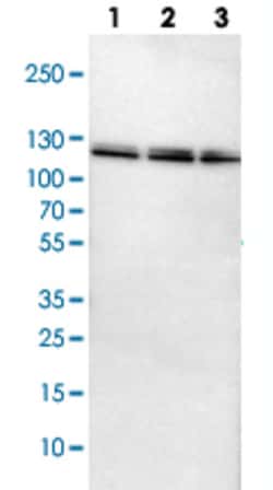 UBA1 Rabbit anti-Human, Mouse, Rat, Polyclonal , Abnova 100&mu;L; Unlabeled:Antibodies,