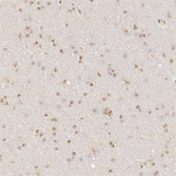 UBA1 Rabbit anti-Human, Mouse, Rat, Polyclonal , Abnova 100&mu;L; Unlabeled:Antibodies,