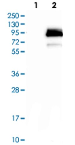 BMX Rabbit anti-Human, Polyclonal , Abnova 100&mu;L; Unlabeled:Antibodies,