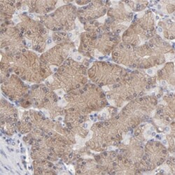 CCT2 Rabbit anti-Human, Mouse, Rat, Polyclonal Antibody, Abnova 100&mu;L;