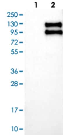 TNFRSF21 Rabbit anti-Human, Polyclonal , Abnova 100&mu;L; Unlabeled:Antibodies,