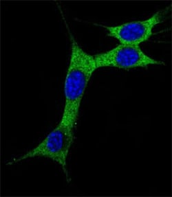 MAP1LC3A (Cleaved) Rabbit anti-Human, Mouse, Polyclonal , Abnova 400 &mu;L | Buy Online | Abnova Corporation | Fisher Scientific