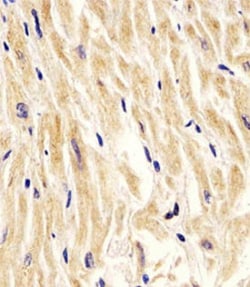 MAP1LC3A (Cleaved) Rabbit anti-Human, Mouse, Polyclonal , Abnova 400 &mu;L | Buy Online | Abnova Corporation | Fisher Scientific