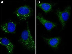 MAP1LC3A (Cleaved) Rabbit anti-Human, Mouse, Polyclonal , Abnova 400 &mu;L | Buy Online | Abnova Corporation | Fisher Scientific