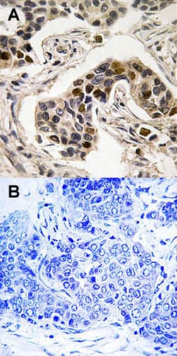 NUDC (phospho S326) Rabbit anti-Human, Mouse, Rat, Polyclonal , Abnova