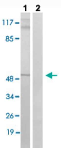 SRF (phospho S77) Rabbit anti-Human, Mouse, Polyclonal , Abnova 100 &mu;L | Buy Online | Abnova Corporation | Fisher Scientific