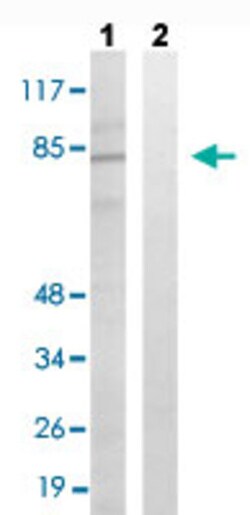 UBTF (phospho S484) Rabbit anti-Human, Mouse, Rat, Polyclonal , Abnova