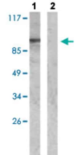WASF1 (phospho Y125) Rabbit anti-Human, Mouse, Polyclonal , Abnova 100&mu;L;