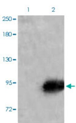 IGF1R (phospho Y1165/Y1166) Rabbit anti-Human, Mouse, Rabbit, Polyclonal , Abnova 100 &mu;L | Buy Online | Abnova | Fisher Scientific
