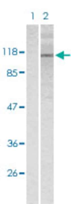 RB1 (phospho S795) Rabbit anti-Human, Polyclonal , Abnova 100&mu;L; Unlabeled:Antibodies,