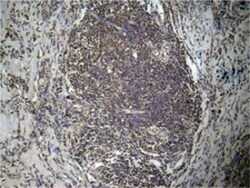 HIST1H3D (dimethyl-K27) Rabbit anti-Human, Mouse, Rabbit, Polyclonal ,