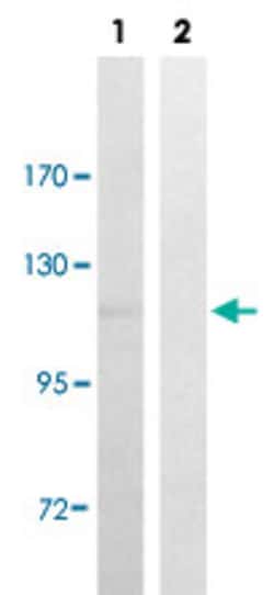 PER2 (phospho S662) Rabbit anti-Human, Mouse, Polyclonal , Abnova 100&mu;L;