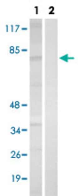 RIPK2 (phospho S176) Rabbit anti-Human, Mouse, Polyclonal , Abnova 100&mu;L;