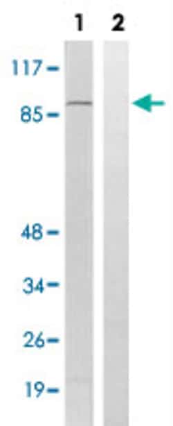 RPS6KA4 (phospho T568) Rabbit anti-Human, Mouse, Polyclonal , Abnova 100&mu;L;