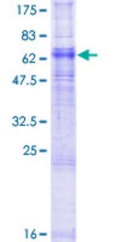 Abnova&trade;&nbsp;Human ADORA2A Full-length ORF (NP_000666.2, 1 a.a. - 412 a.a.) Recombinant Protein with GST-tag at N-terminal
