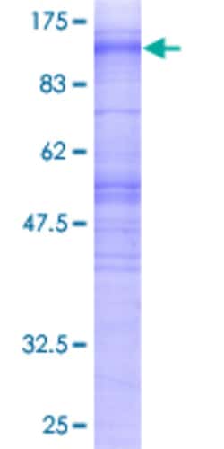 Abnova&trade;&nbsp;Human MS4A3 Full-length ORF (AAH08487, 1 a.a. - 214 a.a.) Recombinant Protein with GST-tag at N-terminal