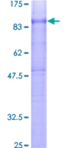 Abnova™ Human CD97 Full-length ORF (AAH26690, 1 a.a. - 742 a.a.) Recombinant Protein with GST-tag at N-terminal