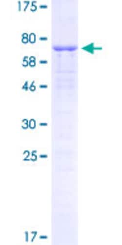 Abnova Human CEBPA Full-length ORF (AAI60133.1, 1 a.a. - 358 a.a.) Recombinant Protein with GST-tag at N-terminal 2 &mu;g | Buy Online | Abnova&trade; | Fisher Scientific