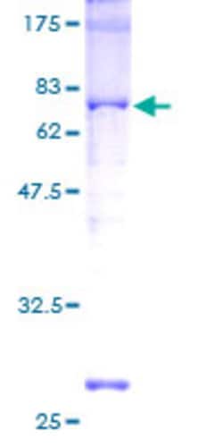 Abnova Human CREB1 Full-length ORF (AAH10636, 1 a.a. - 341 a.a.) Recombinant Protein with GST-tag at N-terminal 2 &mu;g | Buy Online | Abnova&trade; | Fisher Scientific