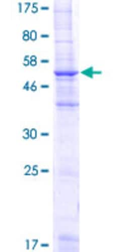 Abnova Human MS4A2 Full-length ORF (NP_000130.1, 1 a.a. - 244 a.a.) Recombinant