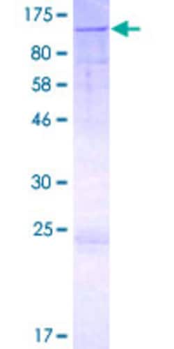 Abnova Human GOLGA1 Full-length ORF (AAH32853.1, 1 a.a. - 767 a.a.) Recombinant Protein with GST-tag at N-terminal 2 &mu;g | Buy Online | Abnova&trade; | Fisher Scientific
