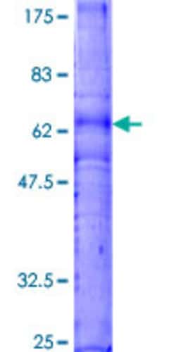 Abnova™ Human CXCR3 Full-length ORF (NP_001495.1, 1 a.a. - 368 a.a.) Recombinant Protein with GST-tag at N-terminal
