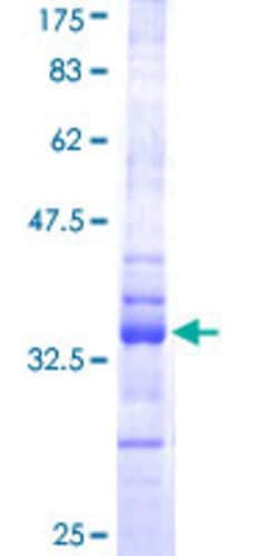 Abnova&trade;&nbsp;Human HES1 Partial ORF (NP_005515, 36 a.a. - 142 a.a.) Recombinant Protein with GST-tag at N-terminal