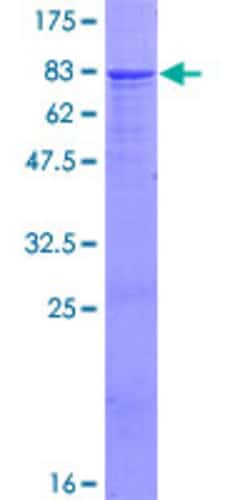 Abnova Human IGHG4 Full-length ORF (AAH25985.1, 1 a.a. - 473 a.a.) Recombinant Protein with GST-tag at N-terminal 2 &mu;g | Buy Online | Abnova&trade; | Fisher Scientific