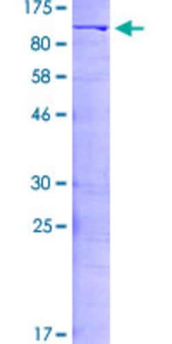 Abnova Human ILF3 Full-length ORF (NP_004507.2, 1 a.a. - 702 a.a.) Recombinant Protein with GST-tag at N-terminal 2 &mu;g | Buy Online | Abnova&trade; | Fisher Scientific