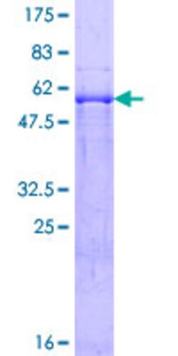 Abnova&trade;&nbsp;Human MDH2 Full-length ORF (NP_005909.2, 1 a.a. - 338 a.a.) Recombinant Protein with GST-tag at N-terminal