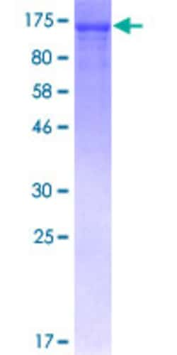 Abnova&trade;&nbsp;Human NFKB1 Full-length ORF (AAH51765.1, 1 a.a. - 969 a.a.) Recombinant Protein with GST-tag at N-terminal:  