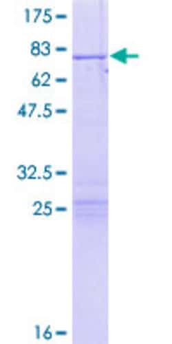 Abnova&trade;&nbsp;Human PSMC5 Full-length ORF (NP_002796.4, 1 a.a. - 406 a.a.) Recombinant Protein with GST-tag at N-terminal:  