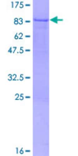 Abnova™ Human ZMYND11 Full-length ORF (AAH91489.1, 1 a.a. - 508 a.a.) Recombinant Protein with GST-tag at N-terminal